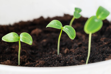 Green fresh seedlings sprouts grow in plastic pots, home gardening, spring season