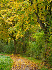 Herbst am Fluß Aa im Münsterland