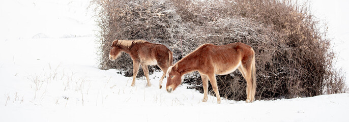 Horses stand by a haystack under falling snow in winter. Animal husbandry in the countryside.