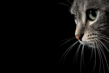 Close-up facial portrait of a cat on a black background.
