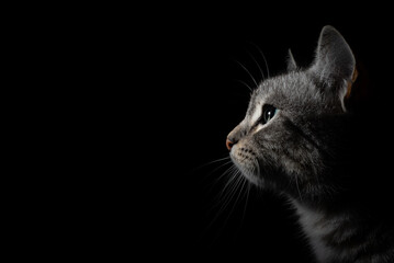 Close-up facial portrait of a cat on a black background.