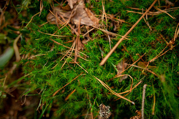juicy green sphagnum moss on the ground in the Ukrainian forest among forest needles and leaves