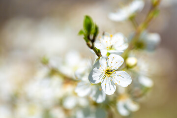 White flowers bloom in the trees. Spring landscape with blooming sakura tree. Beautiful blooming garden on a sunny day. Copy space for text.