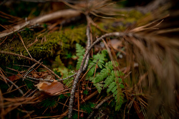 young green fern in a pine forest