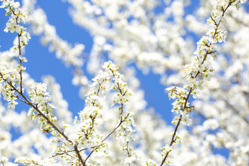 White flowers bloom in the trees. Spring landscape with blooming sakura tree. Beautiful blooming garden on a sunny day. Copy space for text.