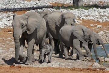 Naklejka premium Elefantenherde mit Babyelefant im Etosha Nationalpark in Namibia. 