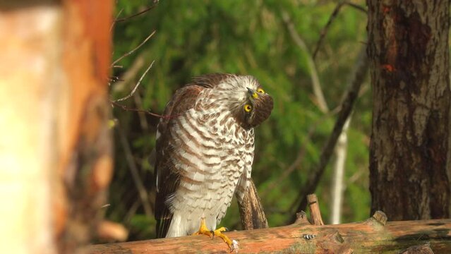eurasian sparrowhawk perced watching move head zoom out natural world norway
