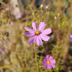 cosmos flower