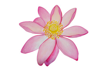 Pink lotus flower painted in watercolor isolated on white background.