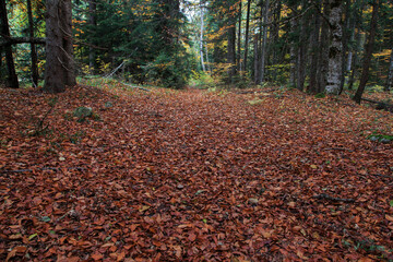 A forest path in the autumn forest, strewn with fallen leaves. Autumn forest in the Caucasus mountains