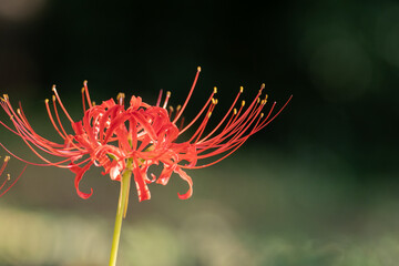 赤い彼岸花