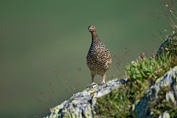 Lagopède alpin (Lagopus mutus) femelle en été sur un rocher. Alpes. France