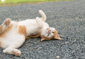 寝ころがる猫　茶トラ白