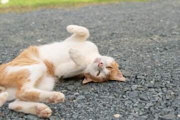 寝ころがる猫　茶トラ白