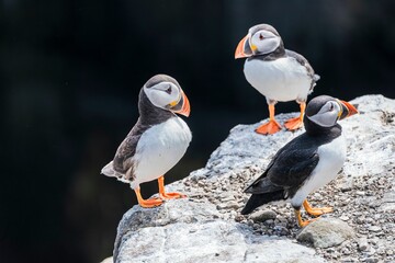 Closeup of Puffins walking on cliff edge on Farne Islands
