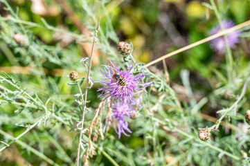 Bee on a stump cornflower or centaurea jacea in the Maiella park