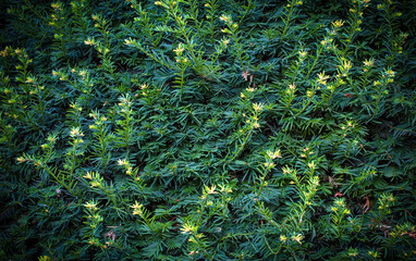 natural green wallpaper and background. nature wall.
