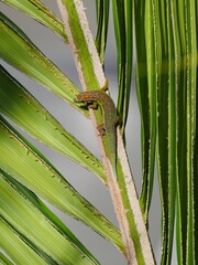 Green lizard on a tree - ornate day Gecko from Mauritius 