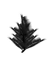 palm tree silhouette branch