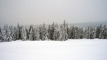 Winter mountain landscape in Giant Mountains, trees in deep snow and low visibility, popular backcountry and cross country skiing area