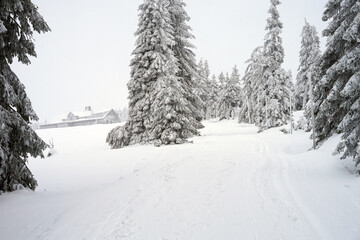 Winter mountain landscape in Giant Mountains, trees in deep snow and low visibility, mountain hut on background, popular backcountry and cross country skiing area