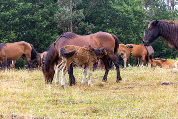 Potro mamando rodeado de la manada. Galicia
