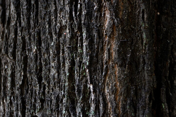 Abstract background texture of brown old wood.