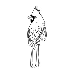 Cardinal bird sketch, vector illustration. Hand drawn red cardinal bird. Engraved illustration. Cardinal bird sitting on a branch. Hand drawn sketch.