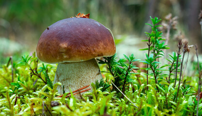 Boletus edulis. A small one has grown in green moss.