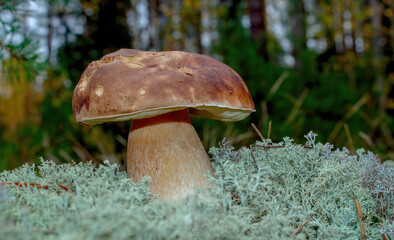Medium-sized boletus. White moss of the forest. Boletus edulis