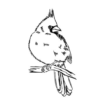 recommend clip art: Cardinal bird sketch, vector illustration. Hand drawn red cardinal bird. Engraved illustration. Cardinal bird sitting on a branch. Hand drawn sketch.