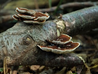 champignons sur arbres