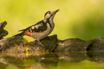 Syrian Woodpecker (Dendrocopos syriacus) in forest