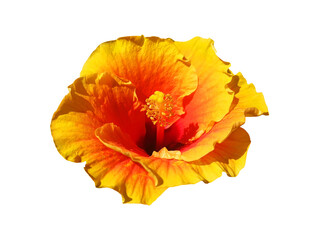 Yellow Hibiscus flower isolated.