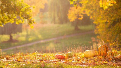 Sunny autumn background, panorama. Pumpkins on golden leaves