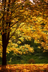 Fototapeta na wymiar Sunny autumn landscape. Golden leaves on a green background
