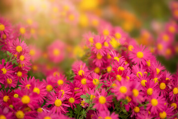 Lots of pink chrysanthemum flowers . Floral background bathed in the sun with selective focus