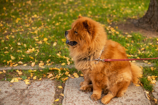 chow chow dog on a walk in autumn