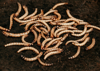 Insectes grillés pour dégustation