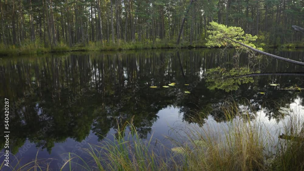 Wall mural Walk through the autumn coniferous forest near the lake in autumn. On the shore of a forest lake green bushes and pines in the sunlight. Yellow needles lie on the hills. Seaside park in Latvia