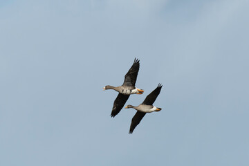 White-fronted geese one adult and one juvenile flying