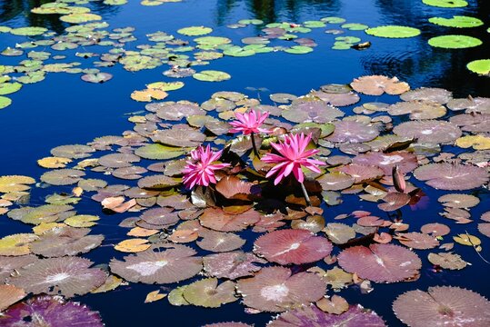 Closeup of a lily pond full of pink waterlilies (Nymphaeaceae)