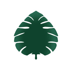 Monstera green leaf isolated on white