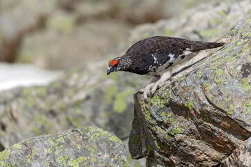 Lagopède alpin (Lagopus mutus) mâle au printemps marchant sur un rocher. Alpes. France