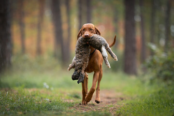 The Hungarian Vizsla, a dog breed from Hungary, a hunting dog with a hare in its mouth © dogphotos