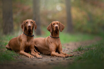 two vizsla dogs portrait