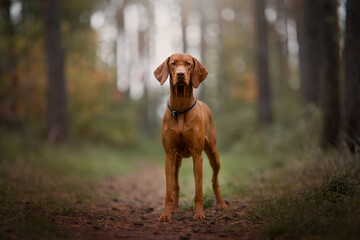 The Hungarian or Magyar Vizsla or Smooth-Haired Vizsla