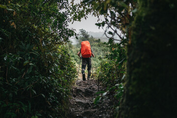 Fototapeta premium Man traveler with rain cover and trekking poles walks across mountains foggy forest. Solo tourist traveling by mountain track