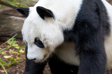 closeup animal portrait partial panda bear sitting