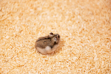 Hamster standing on sawdust background